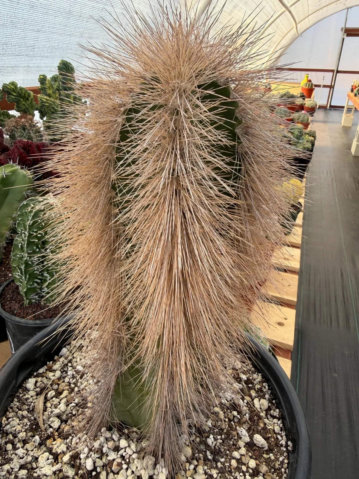 Woolly Rhino Columnar Cactus Cutting | Rare Calloused Live Plant Ready to Root #