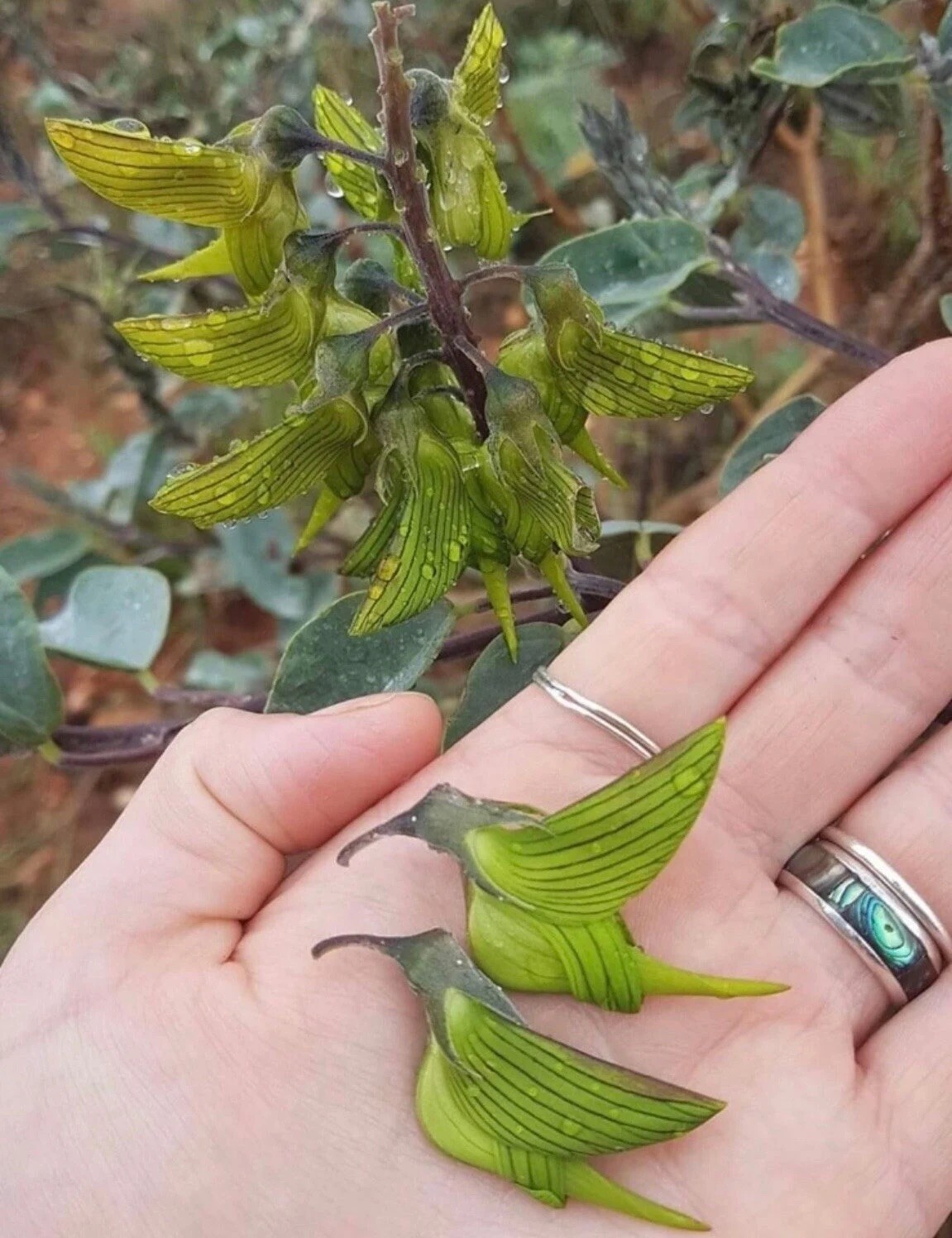 10 Regal Bird Flower Seeds, crotalaria cunninghamii Hummingbird Flower seeds