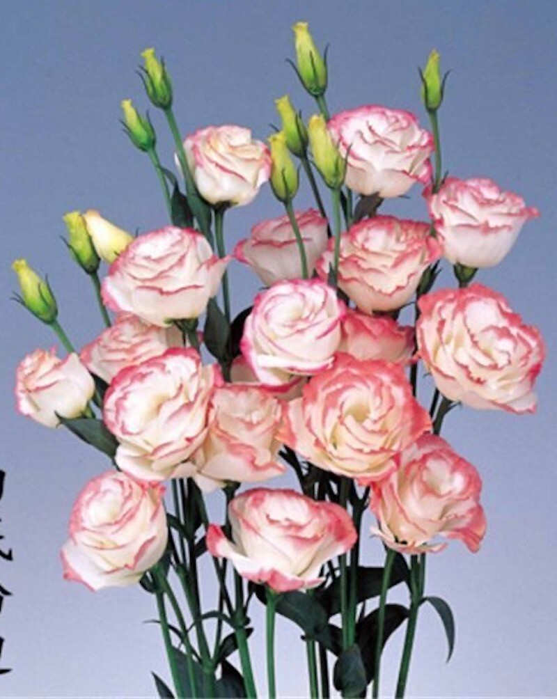 25pc LISIANTHUS SEEDS Garden Plant Flower bed exotic USA seller FREE shipping