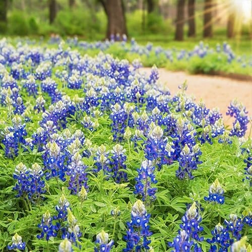 1000+ Texas Bluebonnet Seeds for Planting – Annual Lupinus Texensis, Heirloom