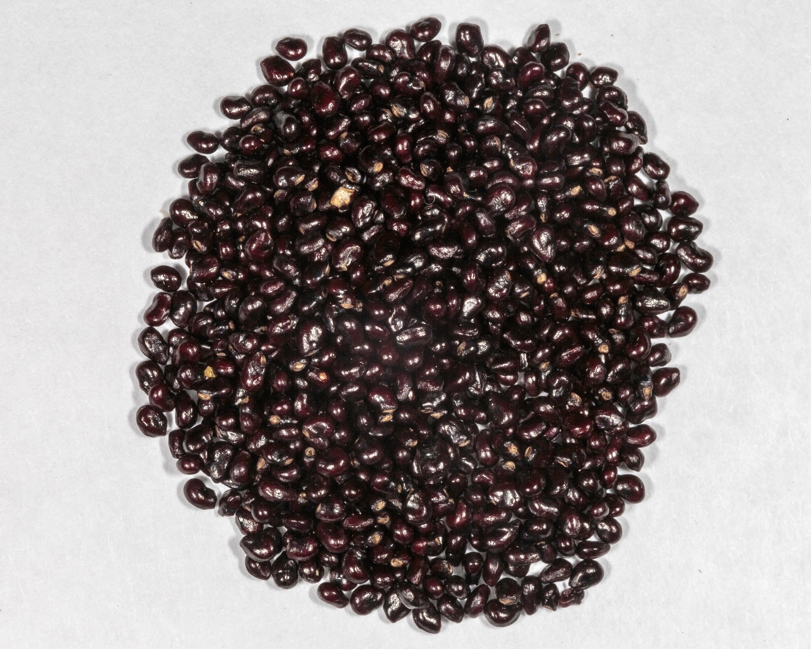 Saguaro Cactus seeds – Carnegiea gigantea seeds