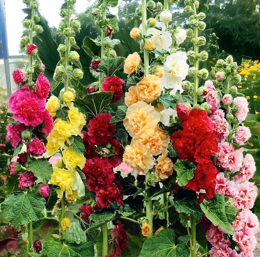 120+ Hollyhock Seeds Carnival Mix Giant Mallow Double Hollyhock Flowers Perennia