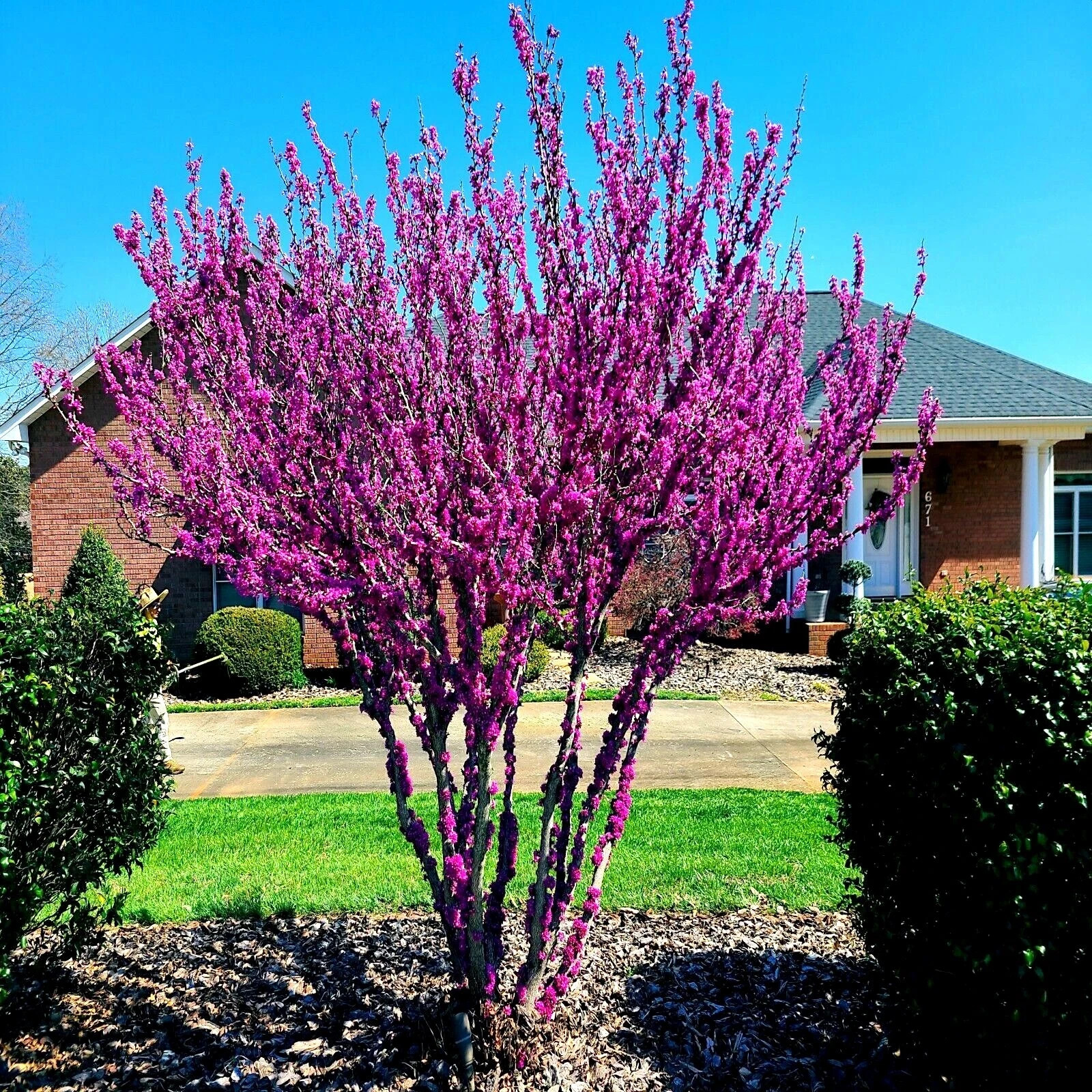 Judas Tree Seeds (Cercis siliquastrum) Mediterranean Redbud Flowers Fast Hardy-4