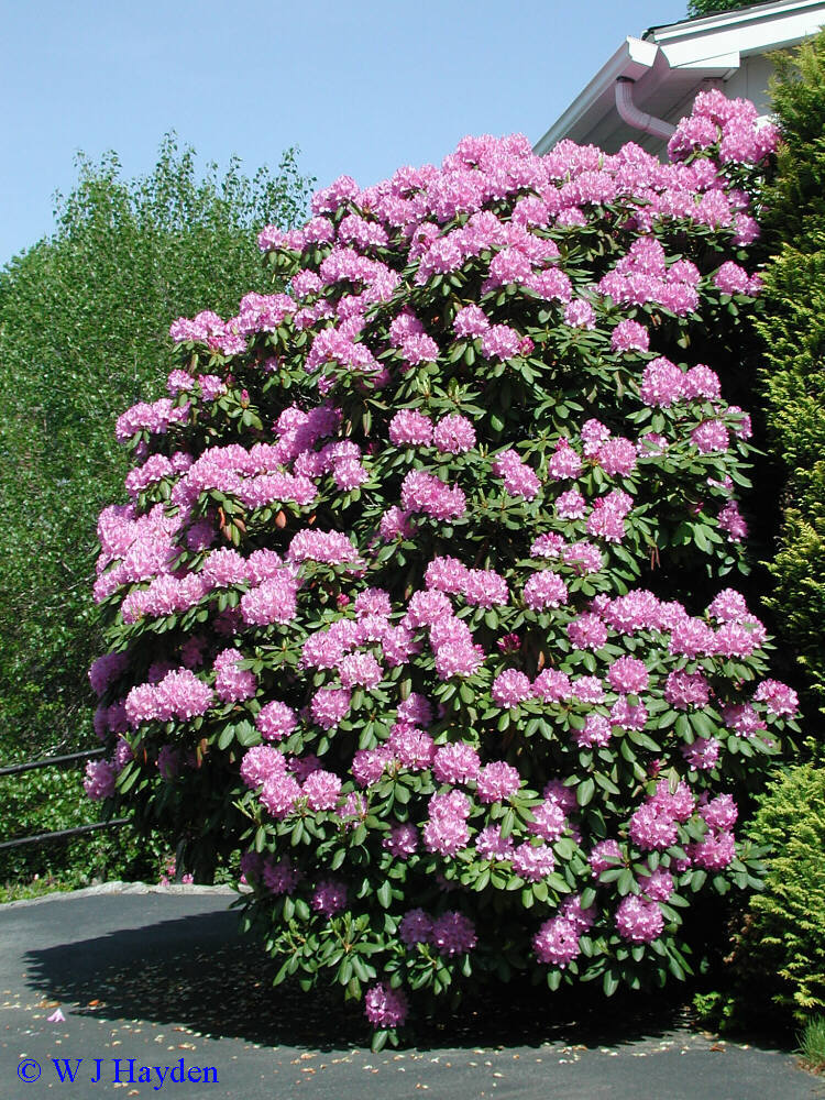 Rosebay Rhododendron, Rhododendron maximum, Shrub Seeds