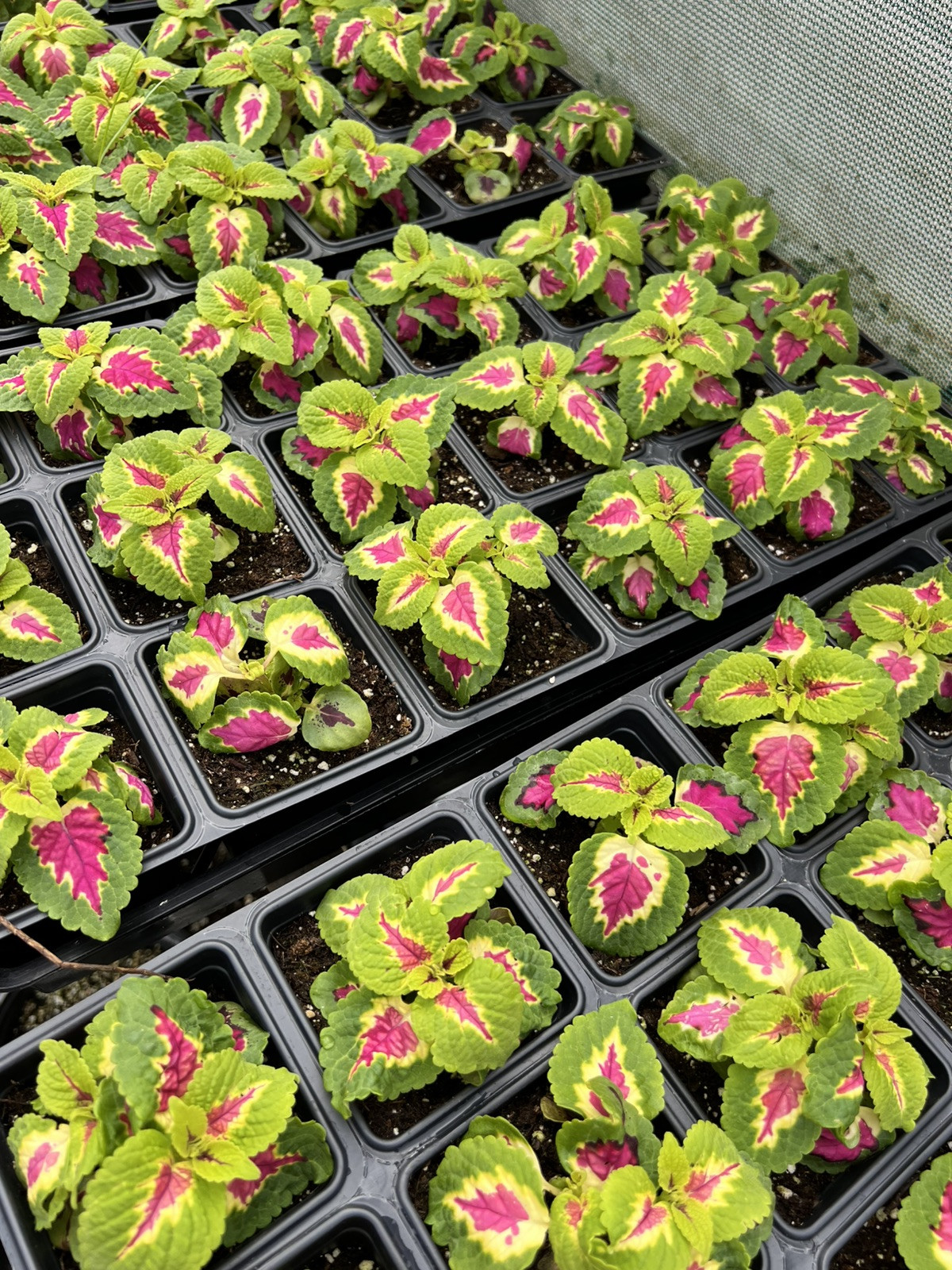 100 Coleus Seeds Mix Rainbow Variety Multiple Colors House Plants Outdoor Annual
