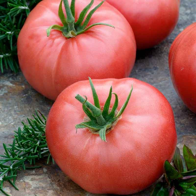 30 PINK BRANDYWINE TOMATO SEEDS ~ heirloomseedguy ~ 2026 ~ NON-GMO