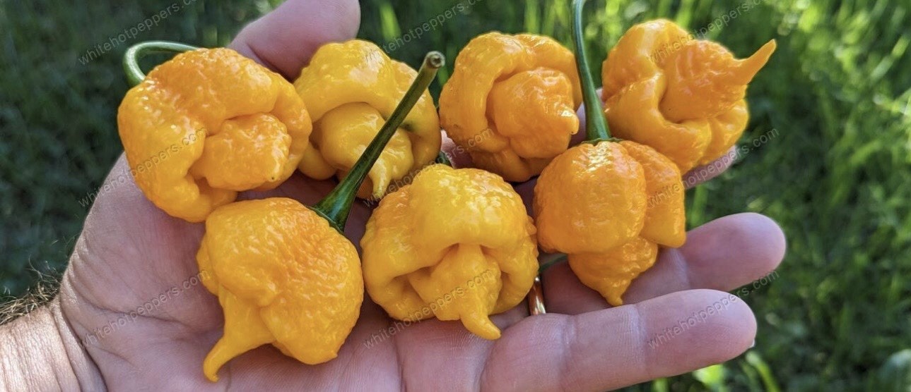 Popular!! Trinidad Moruga Scorpion!! Healthy!! Ready To Ship!!