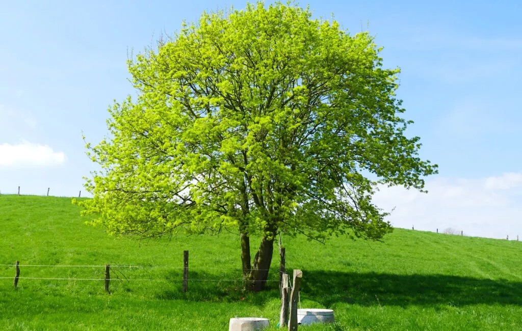 Field Maple Tree | Premium Seeds | Acer campestre ‘Fall’ | Plants’®