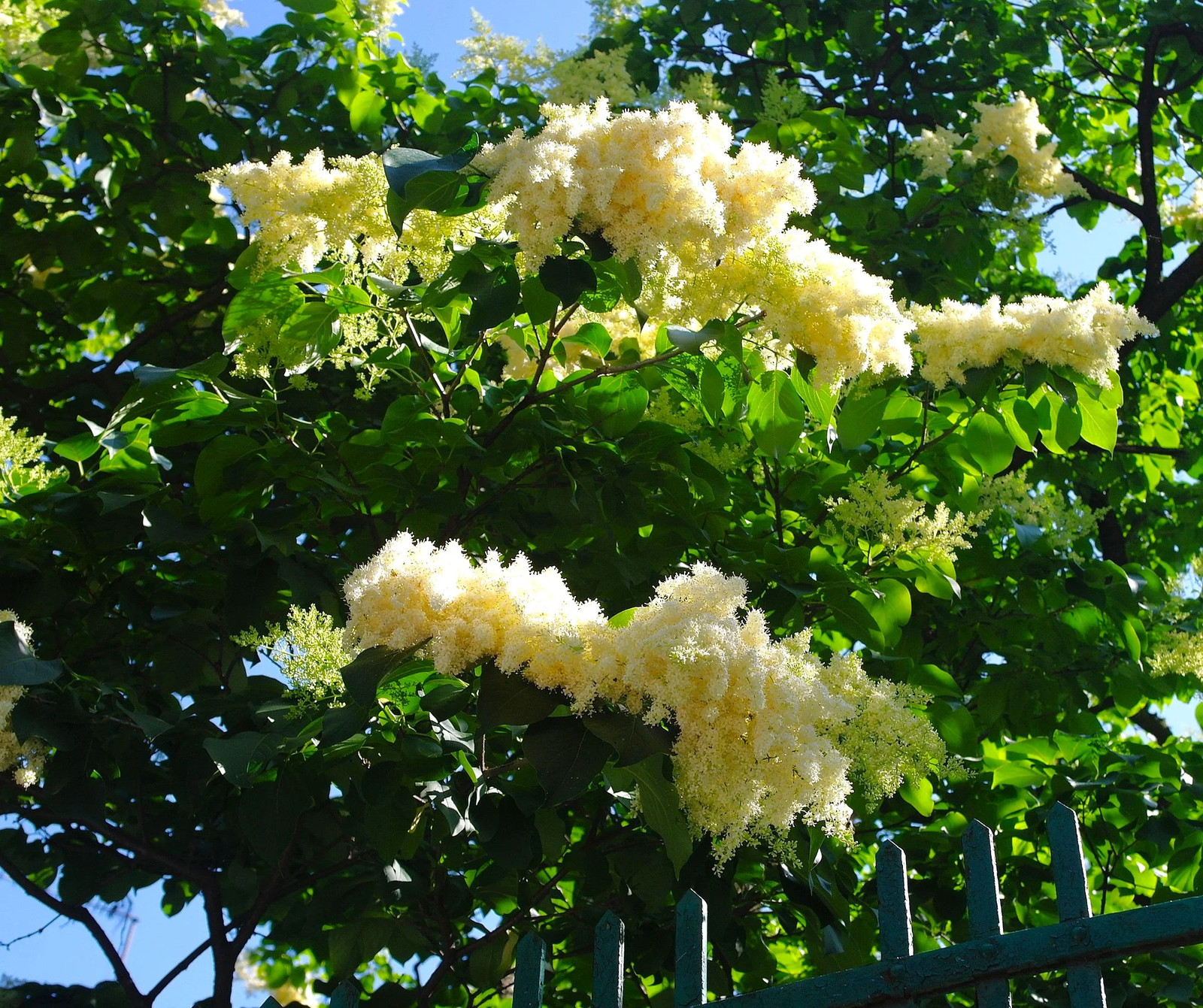 Japanese Lilac Tree Seeds – For 2026 Planting Ivory Silk Summer Flowering White