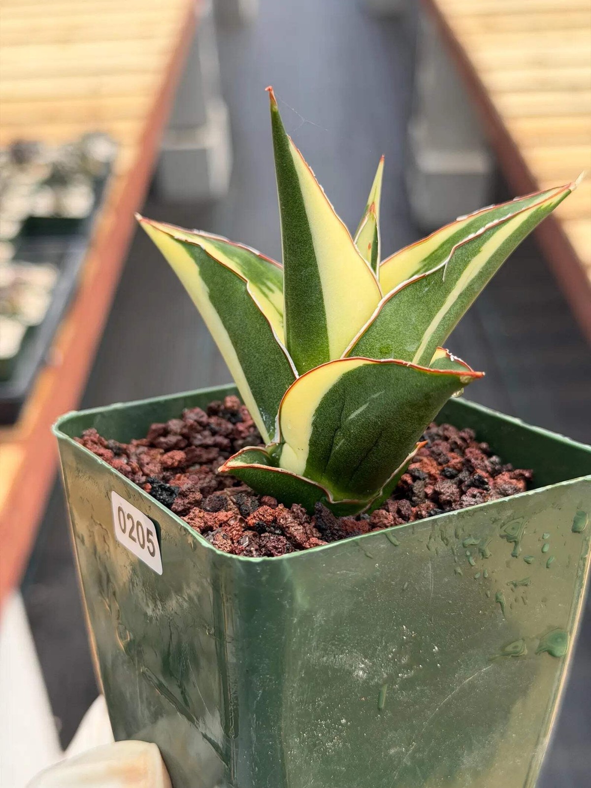 Variegated Sansevieria Tower | Rare Snake Plant | Easy Care Live Houseplant