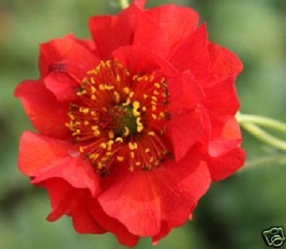 50+ Geum Giant Red Blazing Sunset / Perennial Flower Seeds
