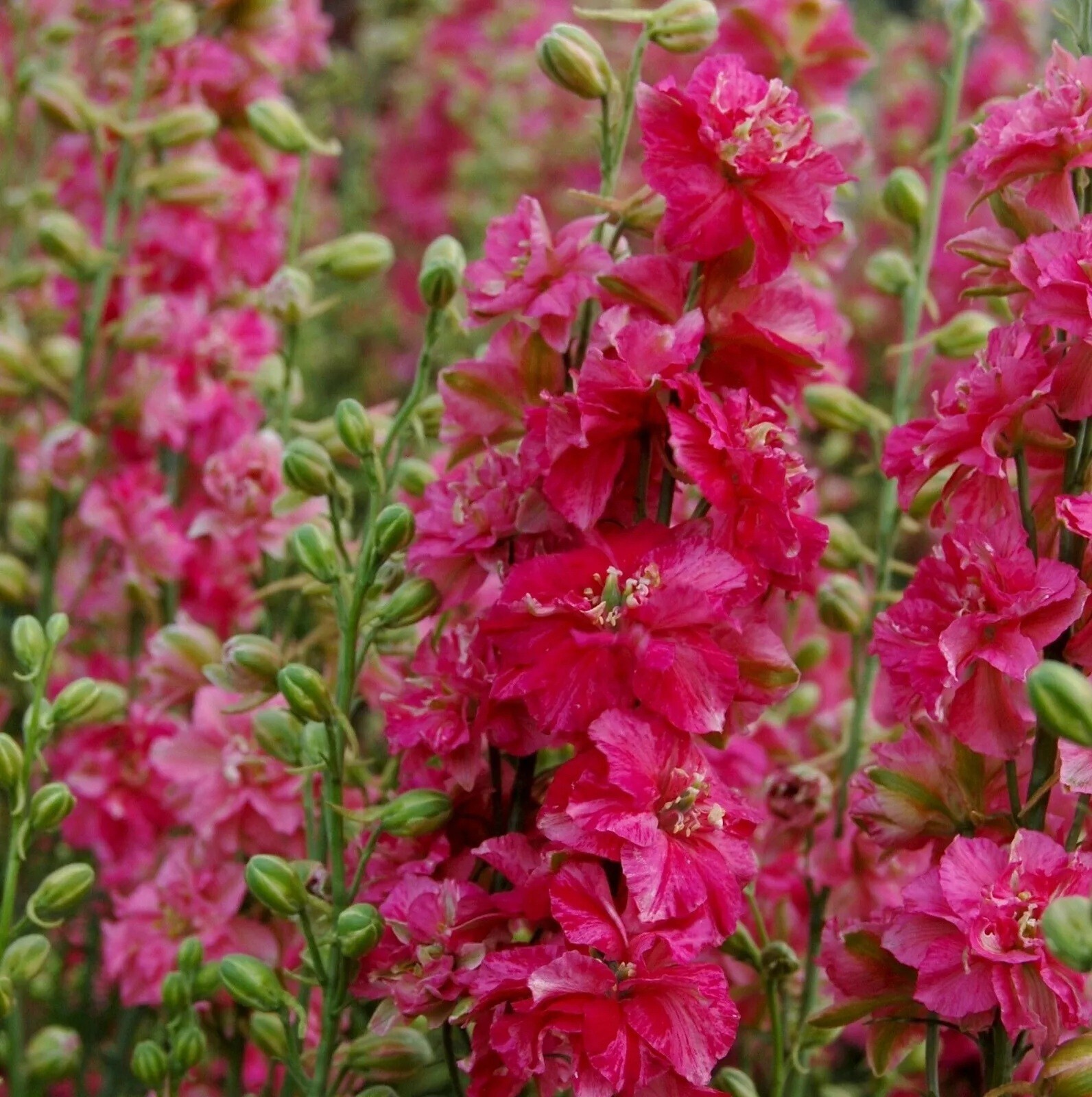50 Bright Pink Delphinium Seeds Perennial Seed Flowers Perennial US SELLER