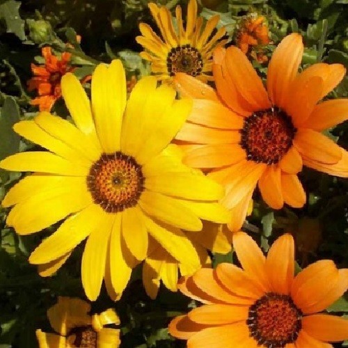 1,000 To 5,000 African Daisy Seeds (Osteospermum) Heirloom Vibrant Mixed Colors
