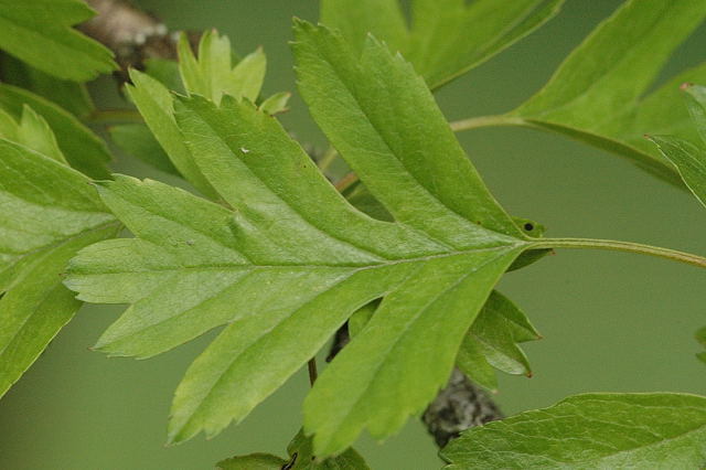 Single Seed English Hawthorn, Crataegus monogyna, Tree Seeds (Showy, Hardy)