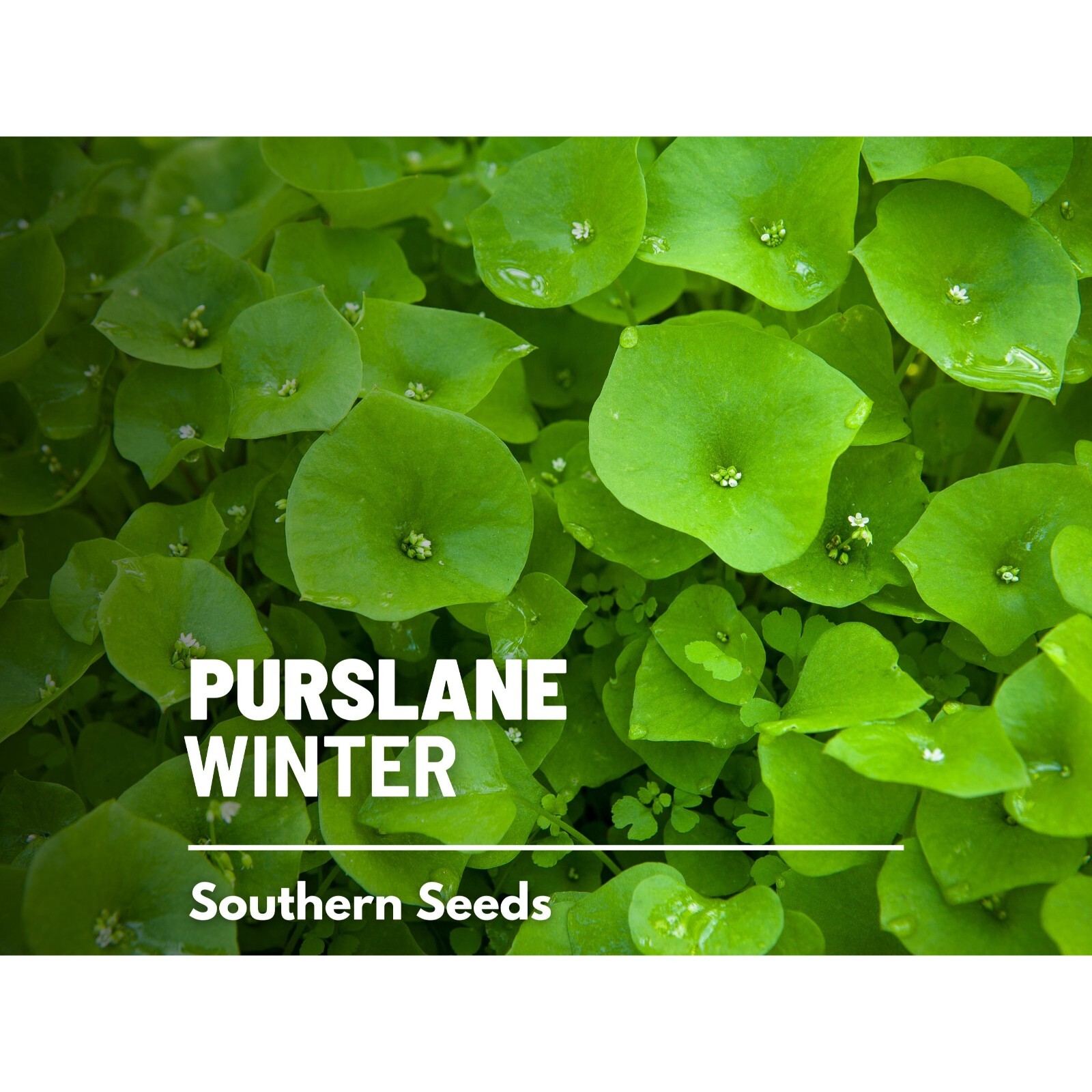 Purslane, Winter (Miner’s Lettuce) – 100 Seeds – Heirloom – Medicinal & Culinary