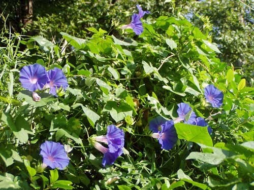 Ipomoea purpurea | Purple or Tall Morning Glory | 10 Seeds