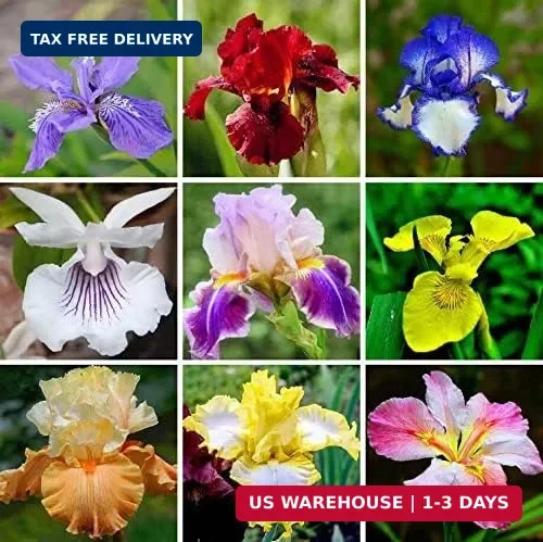 35 Mixed Color Rare Heirloom Iris Seeds – Stunning Colors for Your Garden – Unco