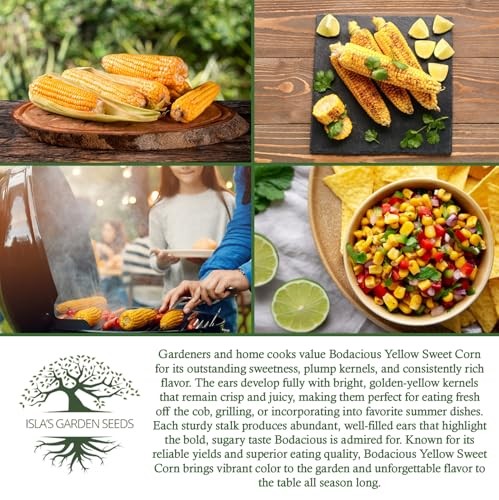 Bodacious RM Sweet Yellow Corn Seeds (Zea mays) – 50+ Non-GMO Heirloom Seeds