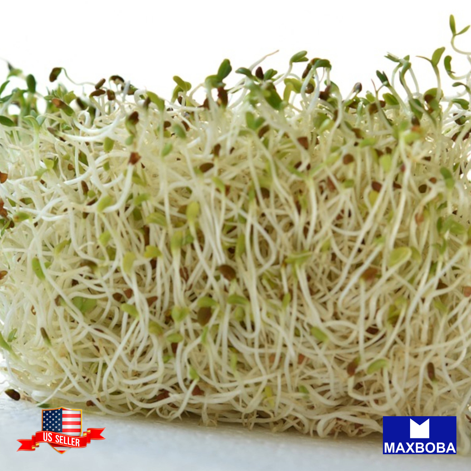 Alfalfa 9600 Seeds Organic Sprouting Non-GMO Heirloom
