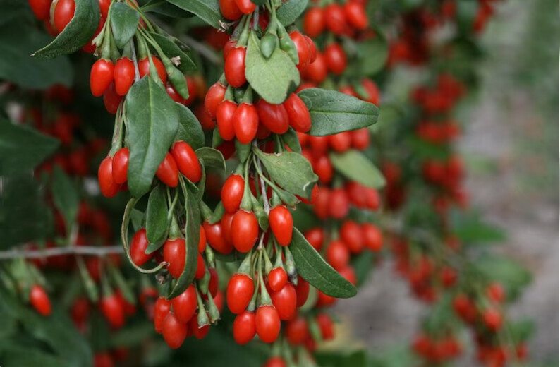 1 (One) Live Plant (seedling) of “GOJI BERRY” About 6-18″ Tall (ROOTED)