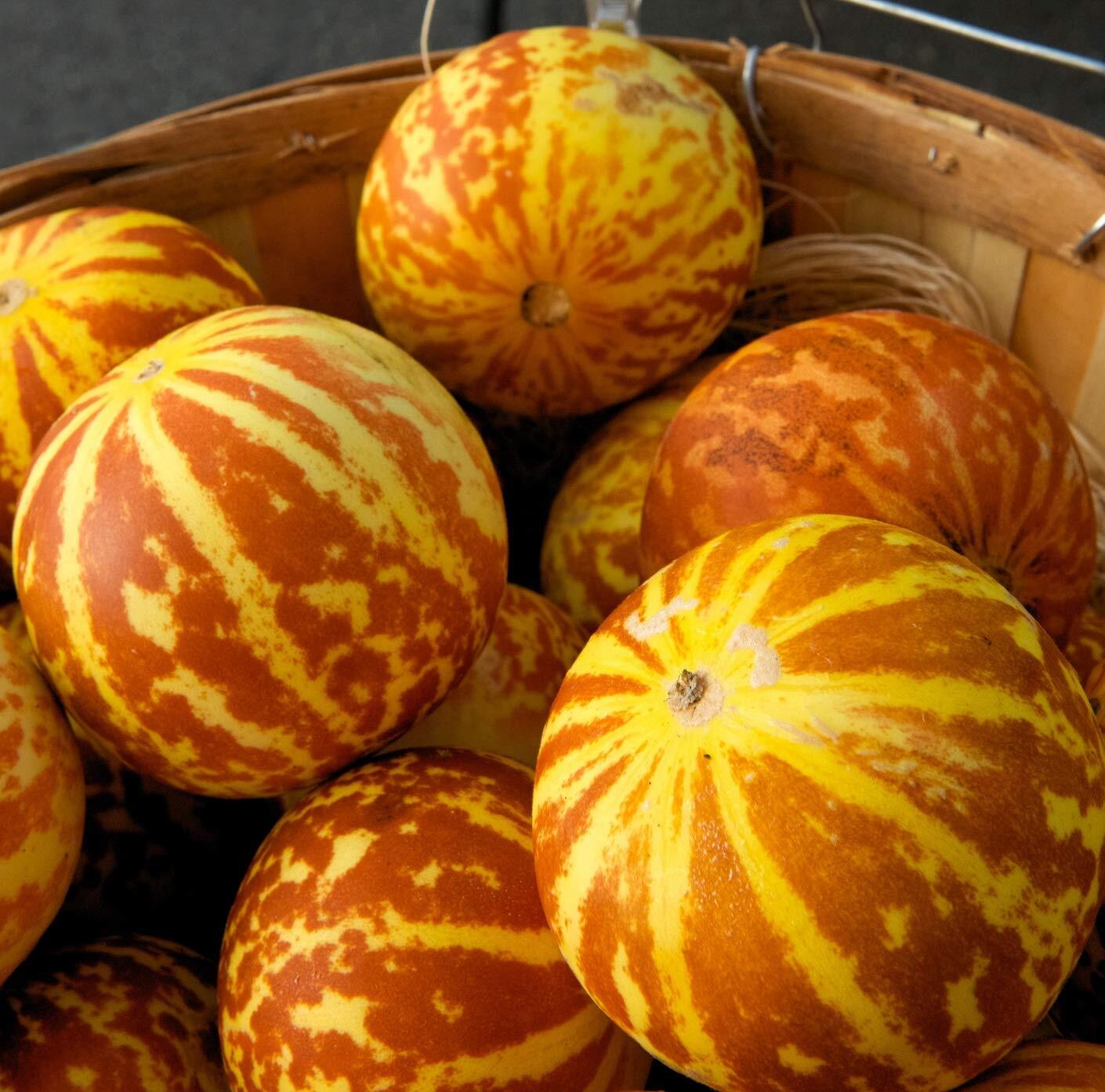 20 Rare Tigger Melon Seeds | Exotic Garden Fruit Seeds to Plant | Sweet Exotic M