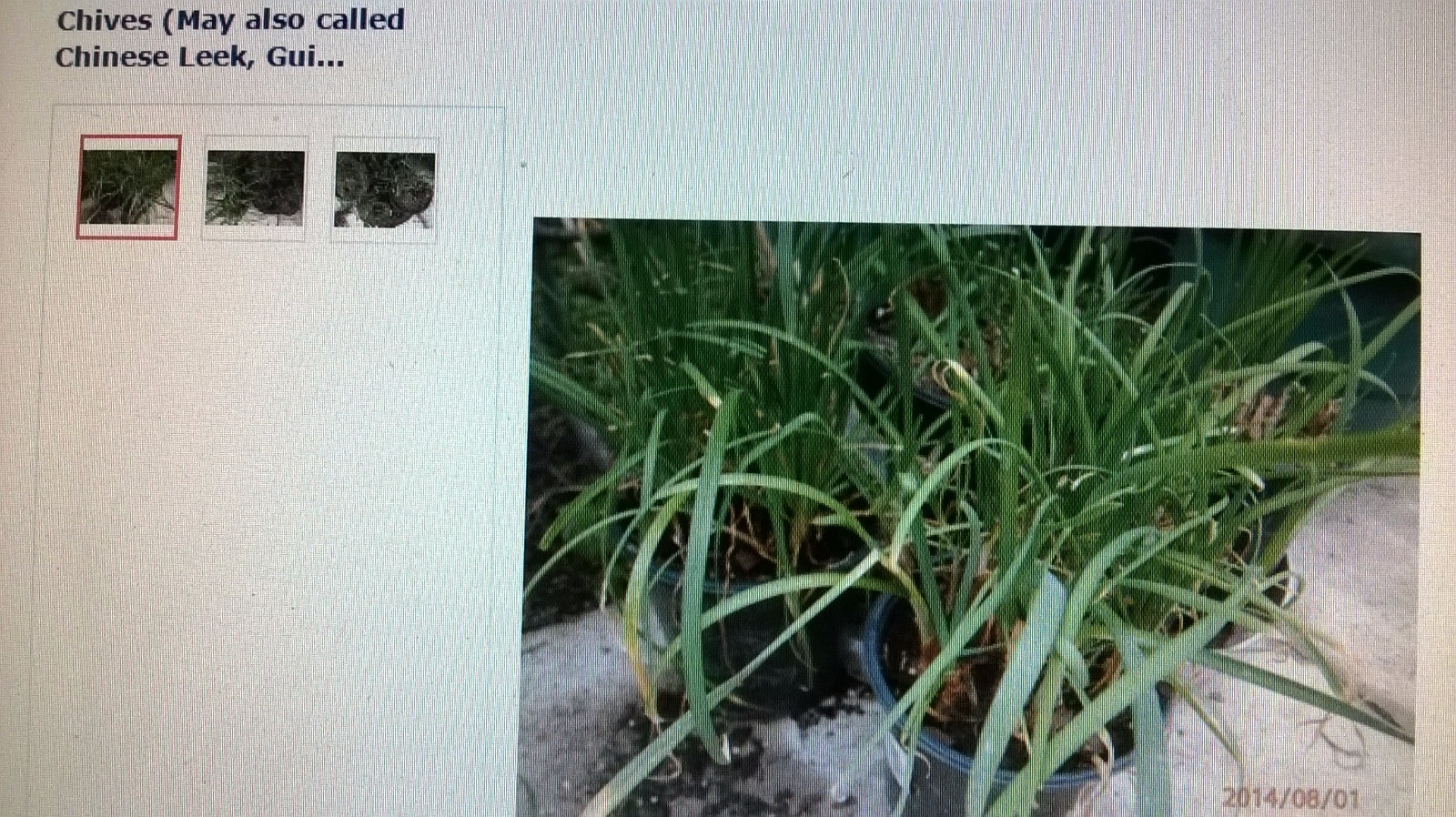 Chives/Broad leaf nira/Chinese chives/He (Buy One Clump/Cluster, Get One Free)