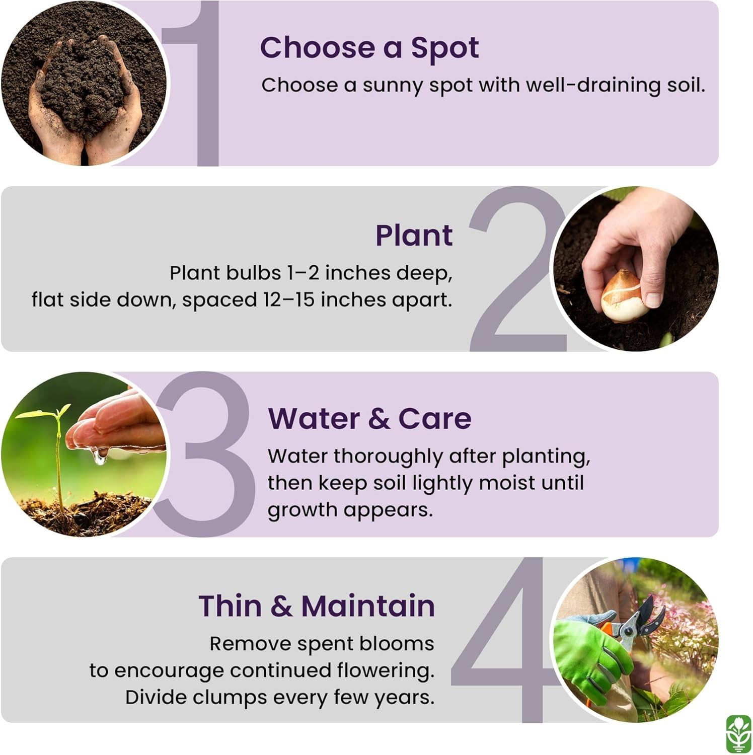 Purple Blazing Star – 10 Fresh Bulbs – Liatris Spicata Flower Bulb – Perennia…