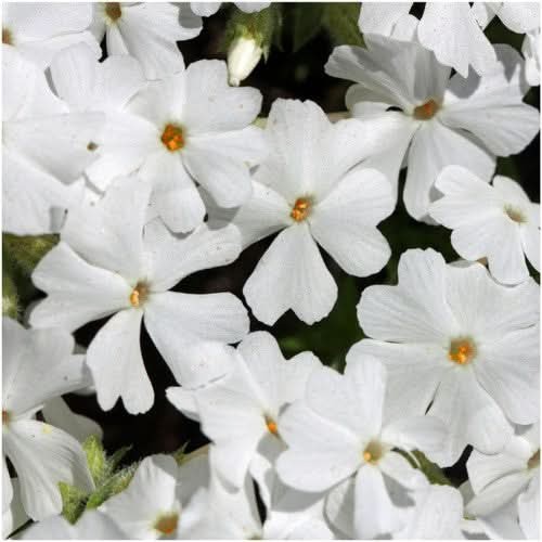 Mountain Phlox Seeds For Planting (Linanthus grandiflorus)