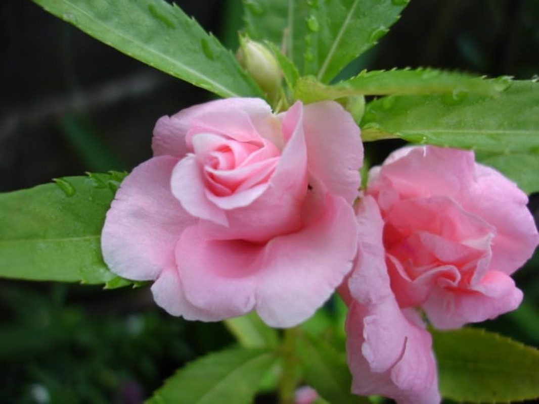 Seeds Garden Balsam 50+ Seeds to Grow Impatiens Balsamina Double Impatiens Annua