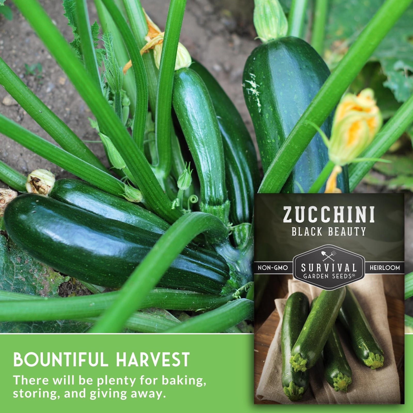 Black Beauty Zucchini Seeds for Planting Heirloom Summer Squash Variety for …