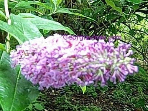 Buddleia skutchii RARE 20 seeds