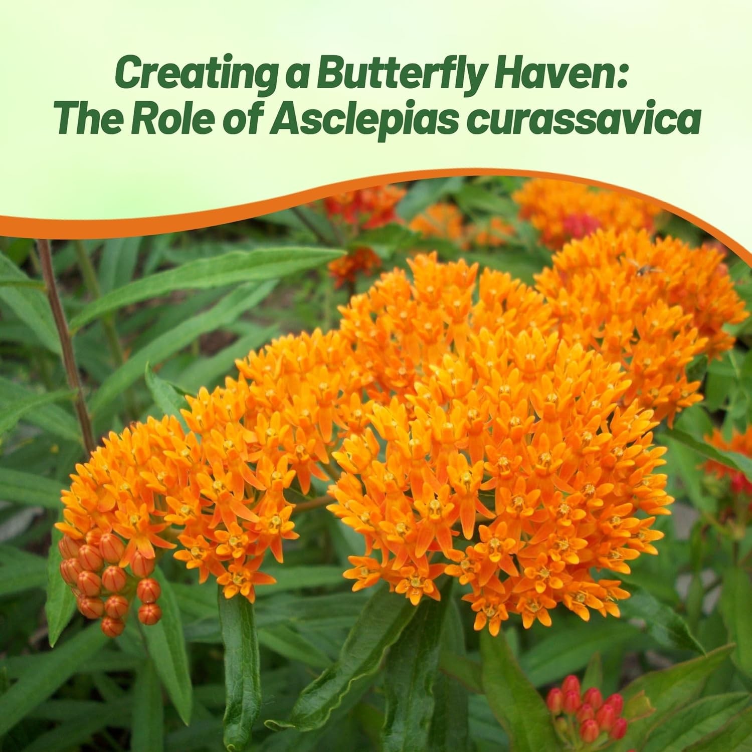 1000 Seeds Red Mexican Butterfly Weed For Planting Outdoors | Tropical