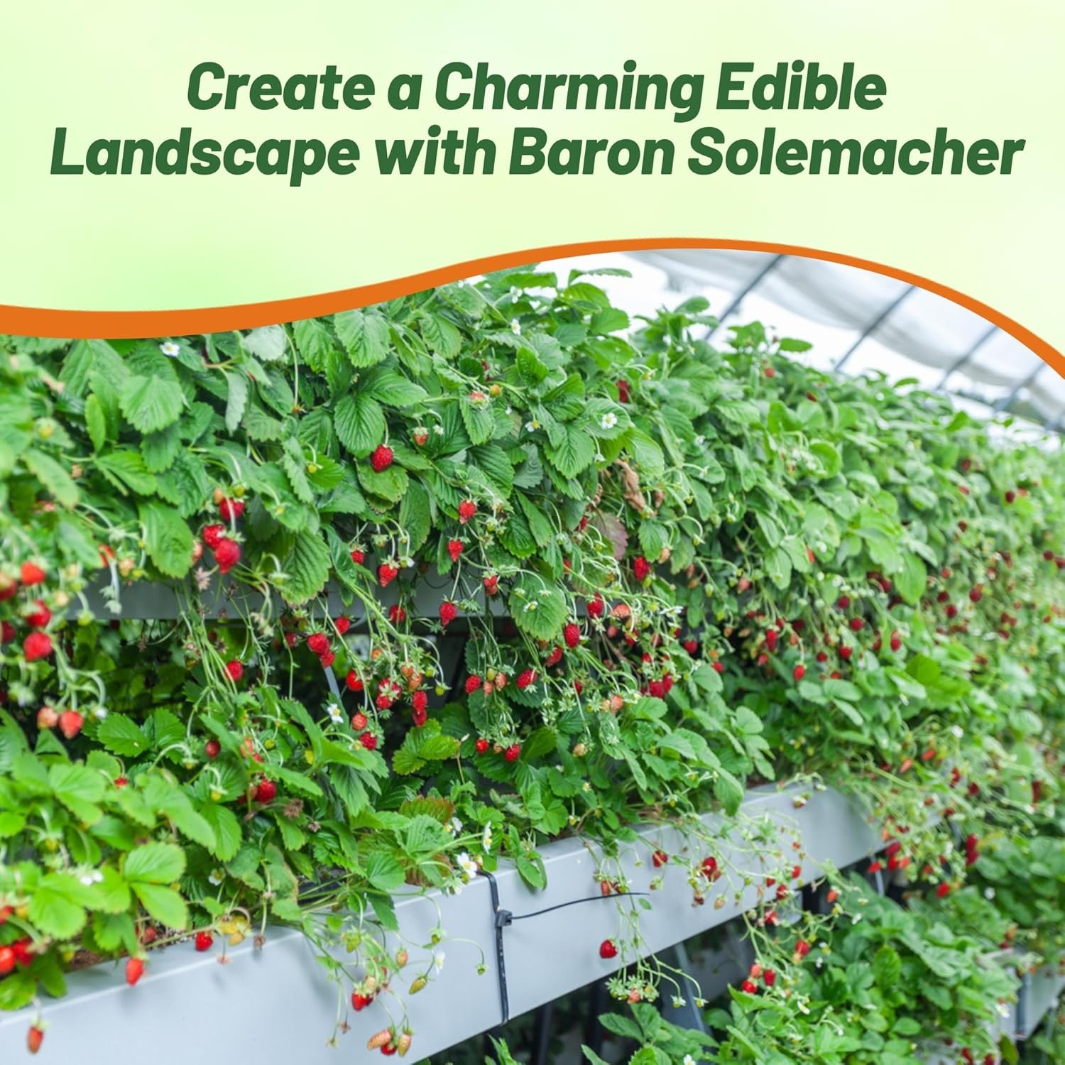5000 Seeds Strawberry Seed – Wild Fragaria Vesca Ground Cover Seeds