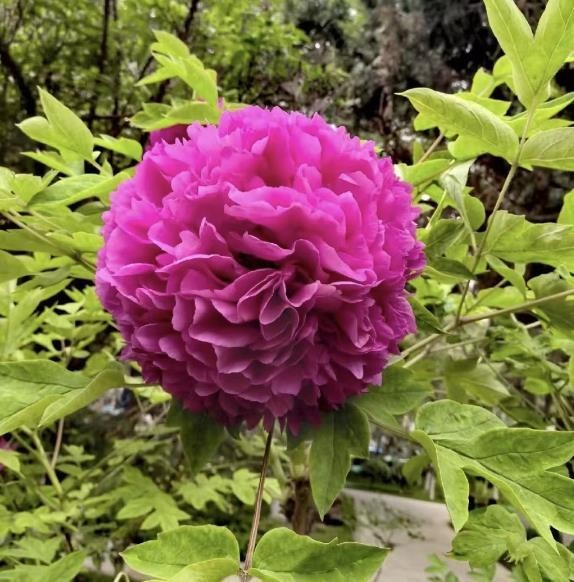 10 Deep purple Large peony seeds, emitting a pleasant fragrance. Free shipping