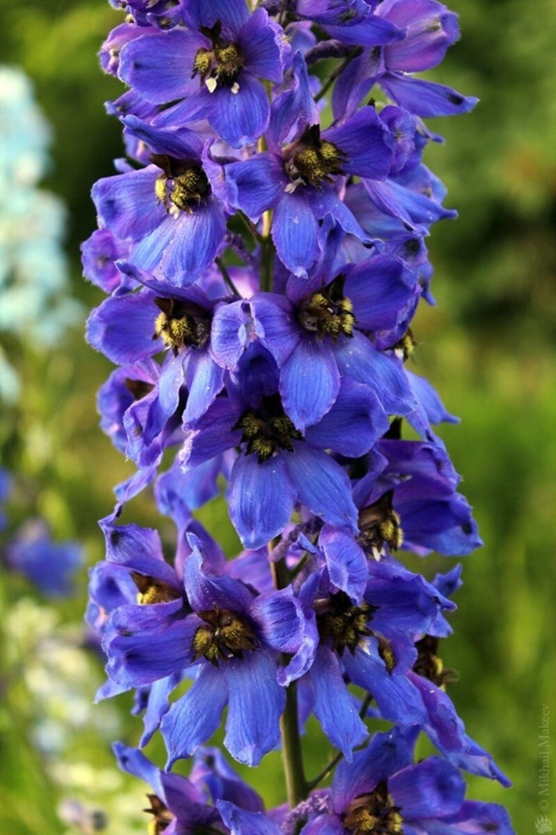 50 Blue Bird Delphinium Seeds Perennial Seed Flowers Perennial US SELLER