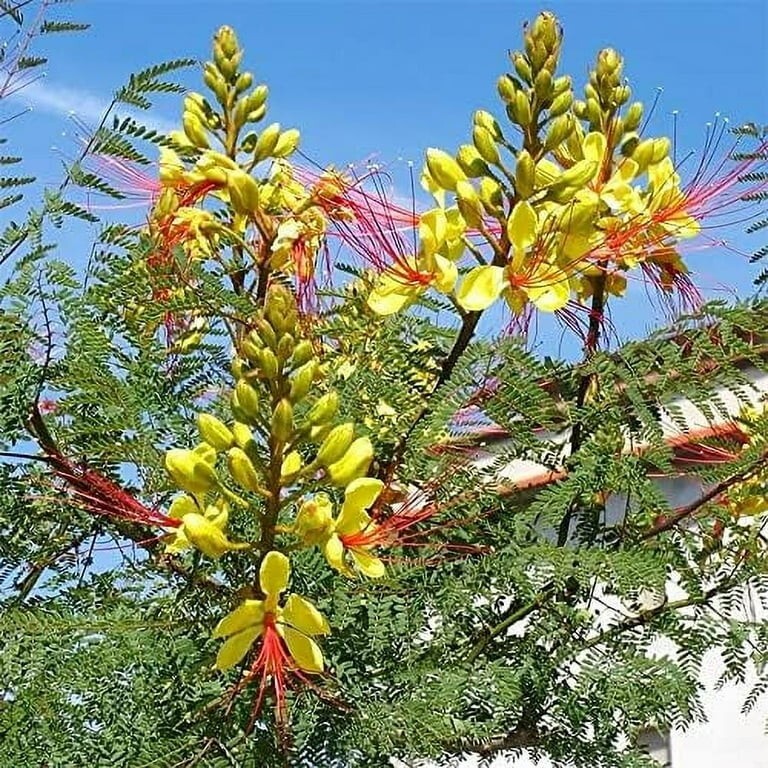 20 Yellow Bird Of Paradise Seeds. AZ Grown. $6.99 FREE SHIPPING!