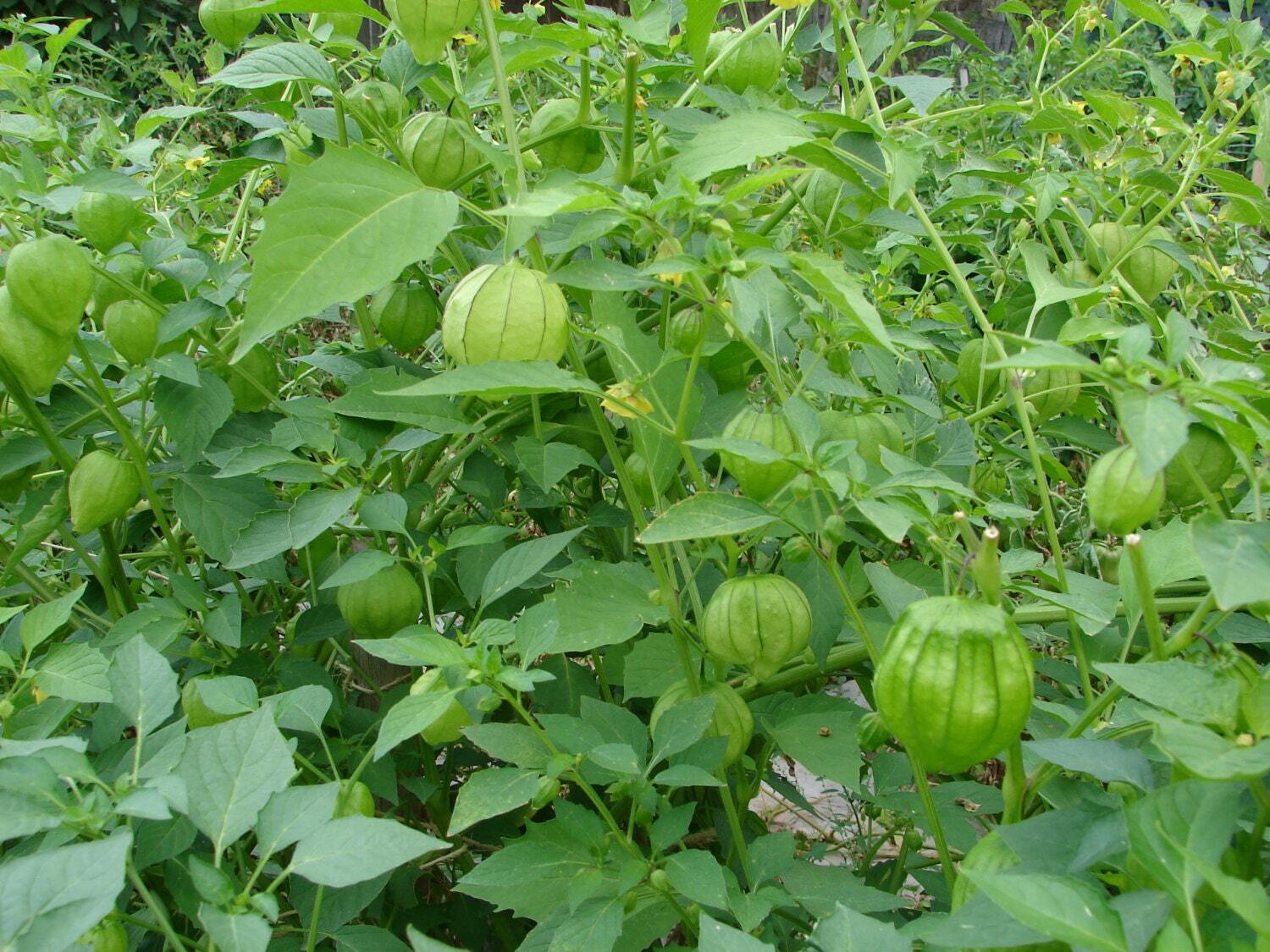 Plaza Latina Giant Green, Tomatillo