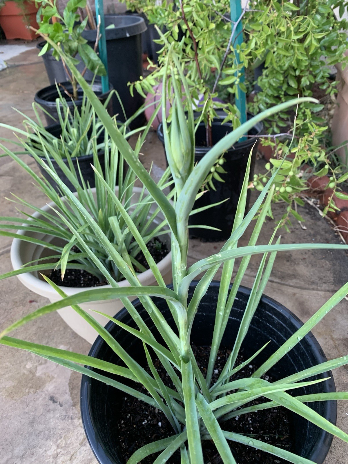 2 Tuberose Fragrance Double Pearl 2 Clump,Bulbs 5+Sz M/L sprouted Ready To Plant
