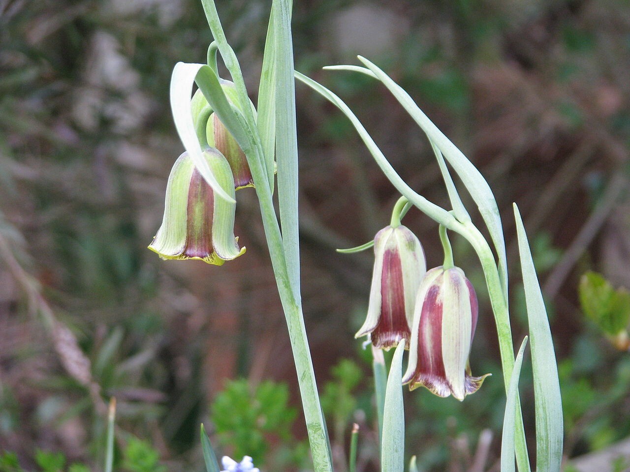 Fritillaria acmopetala Pointed-Petal Fritillary 5 seeds