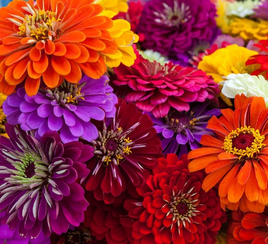 Zinnia Seeds for Planting – Non-GMO Heirloom Flowers with Full Instructions –