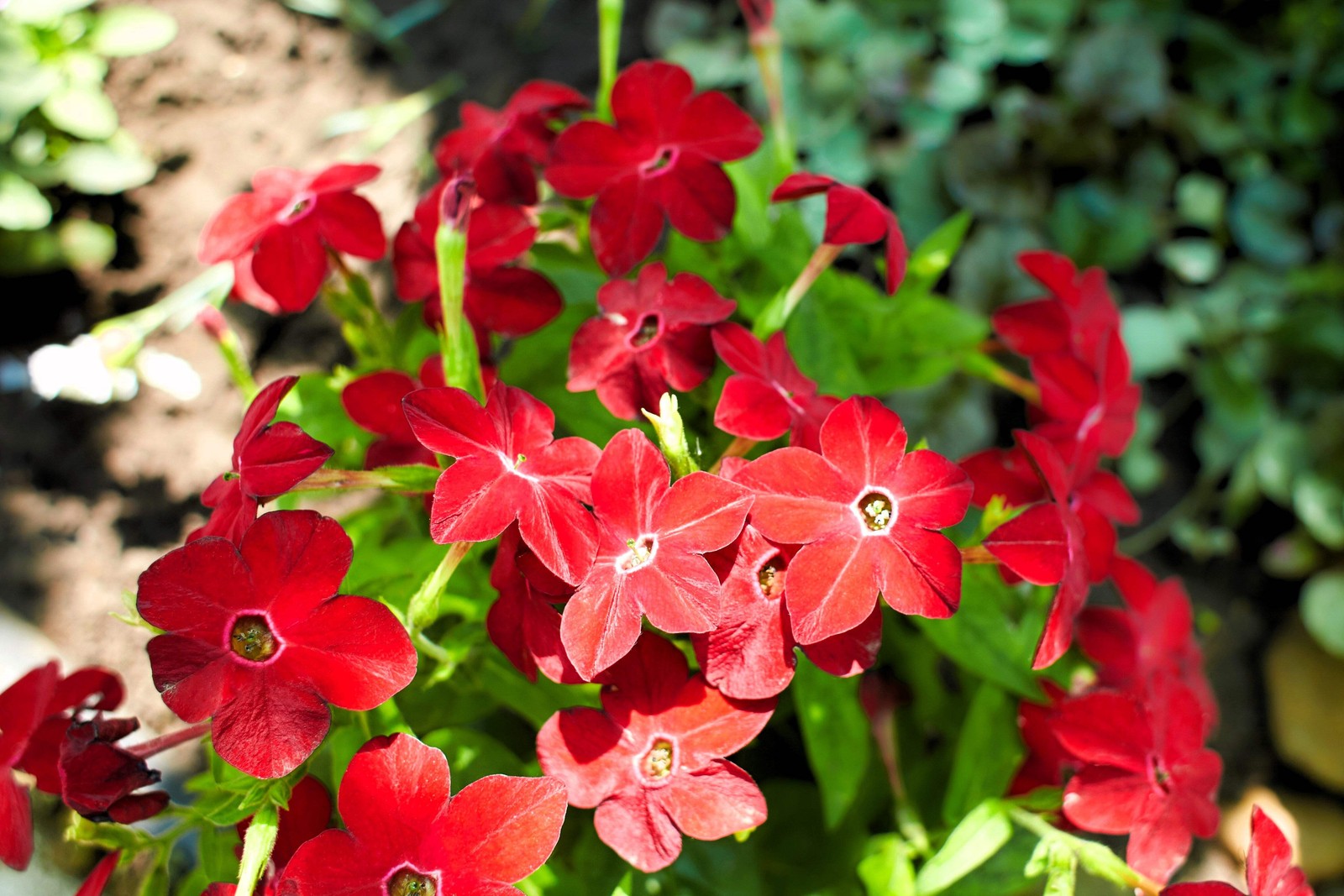 100 MIXED COLORS NICOTIANA Alata (Ornamental Flowering Tobacco) Flower Seeds