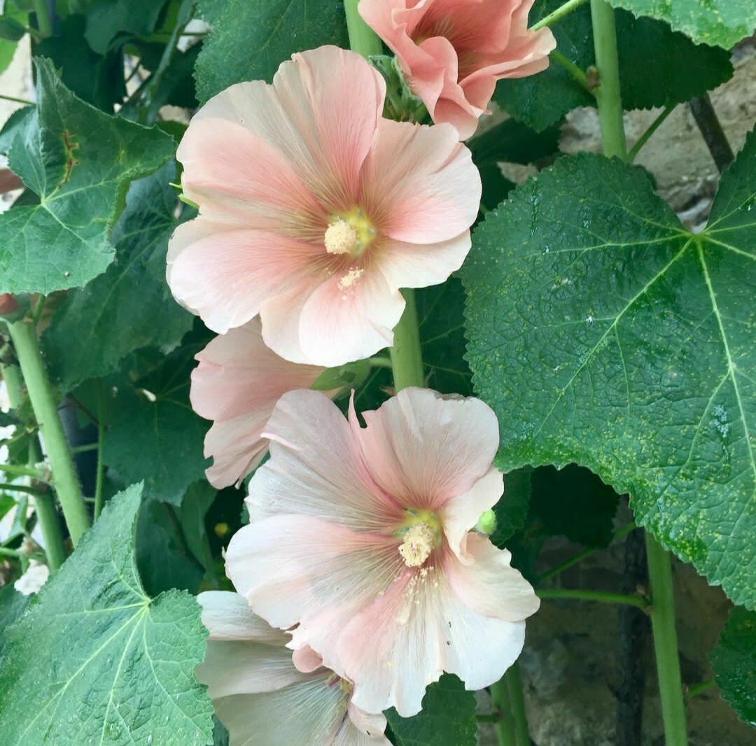 HOLLYHOCK FLOWER SEEDS PEACH APRICOT- 30 SEEDS