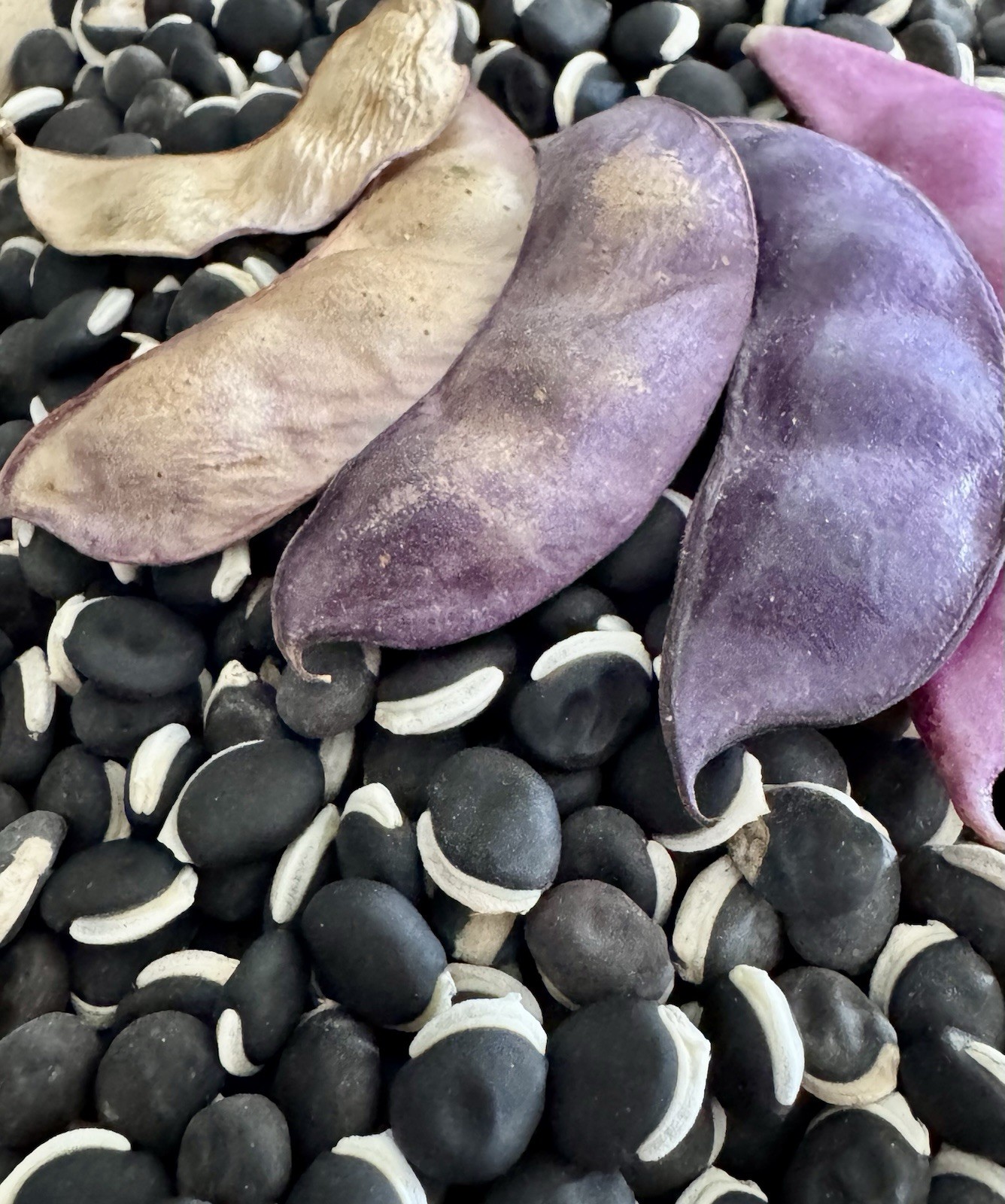 Purple Hyacinth Bean Vine Seeds Fresh Harvest Fall 2026 BULK Seeds/Order