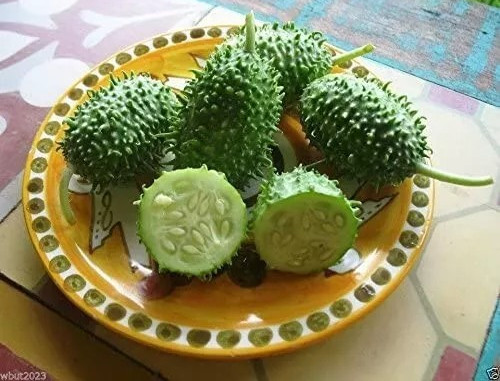 200+ West Indian Gherkin Seeds – Burr Spike Cucumber – Heirloom ———– RARE