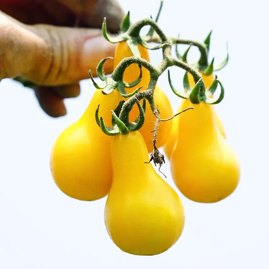 30 YELLOW PEAR TOMATO SEEDS ~ 2026 ~ heirloomseedguy ~ USA
