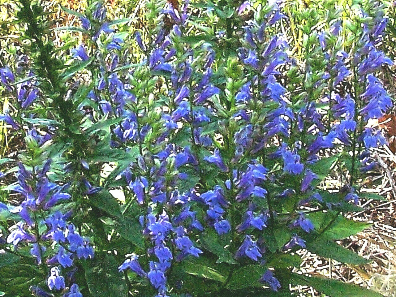 301+GREAT BLUE LOBELIA Seeds Native Wildflower Poor Soils Shade Garden Heat Cold