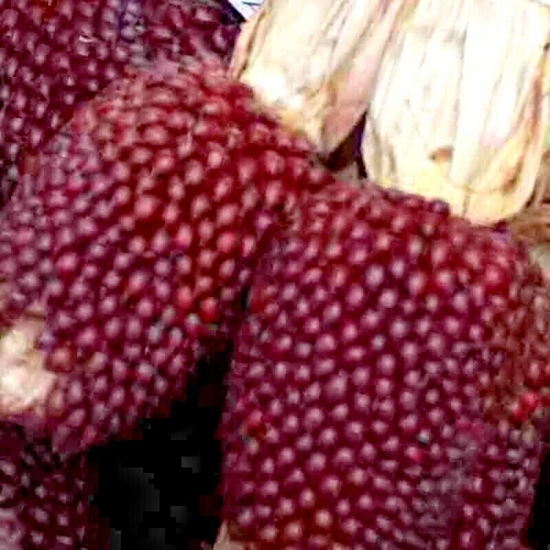 60+ STRAWBERRY RUBY CORN SEEDS – POPCORN – SWEET — HEIRLOOM — ORGANIC — RARE