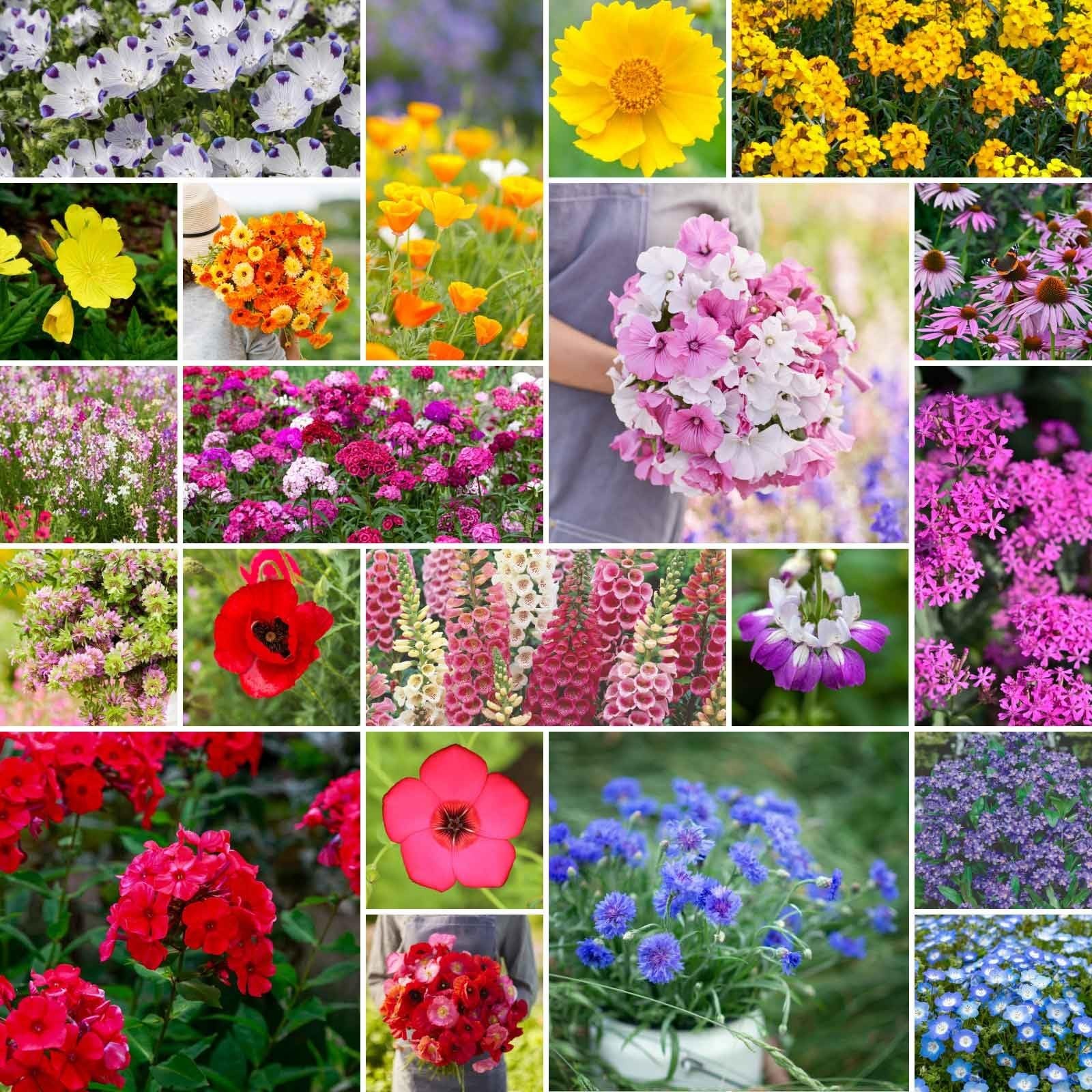 Wildflower Mixed Seeds for Partial Shade – 120,000+ Seeds, Attracts Pollinators,