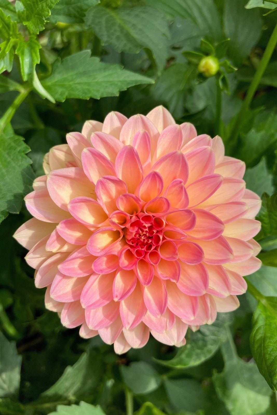 50 WATERCOLOR MIX DAHLIA Variabilis Double Bloom Mixed Colors Flower Seeds