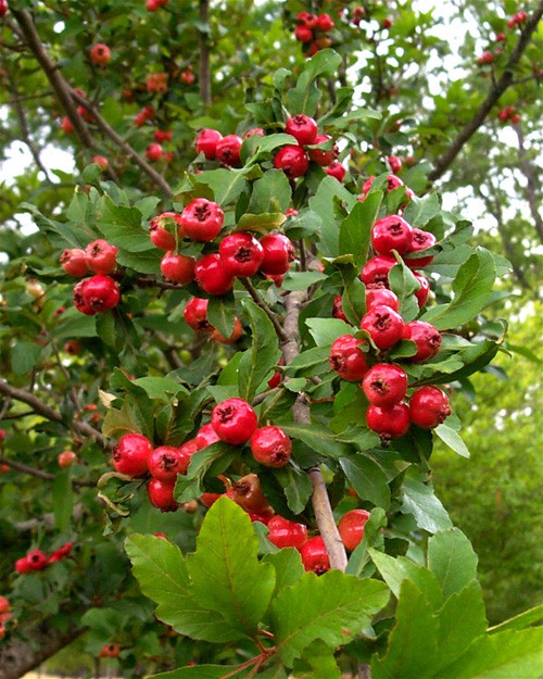 Crataegus opaca MAYHAW Fruit Tree Seeds!